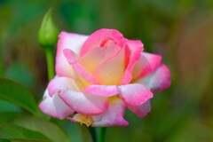 散歩の途中で。5