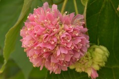 ドンベア・ワリッキー