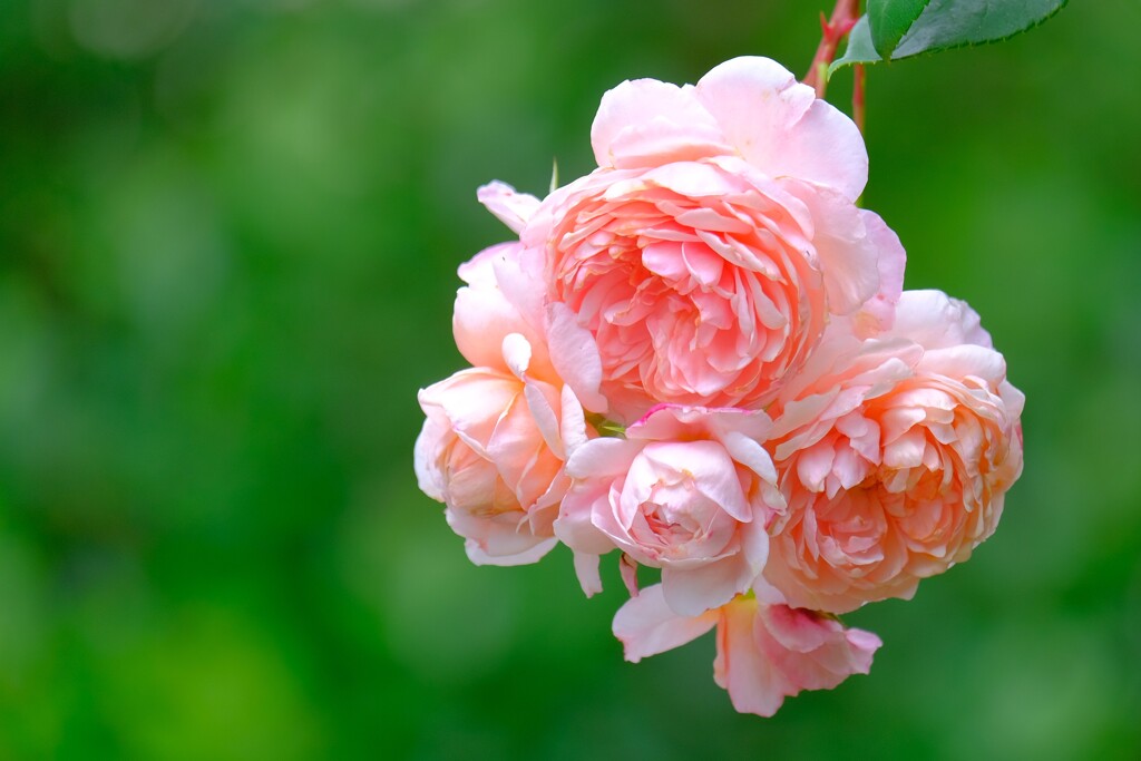 散歩の途中で。７