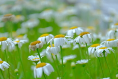 散歩の途中で。④