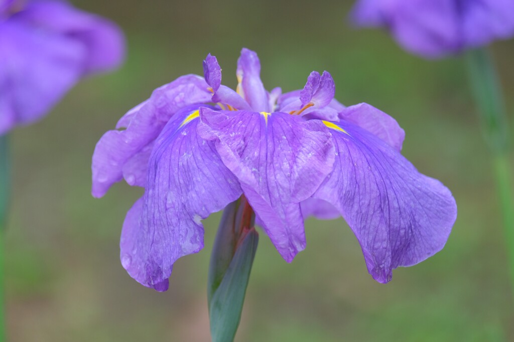 散歩の途中で。