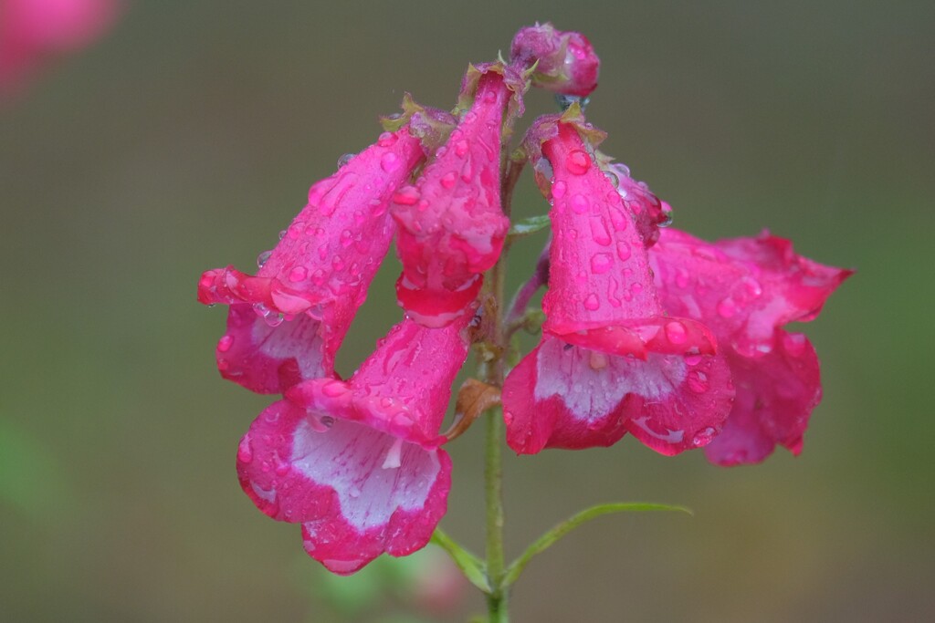 散歩の途中で。