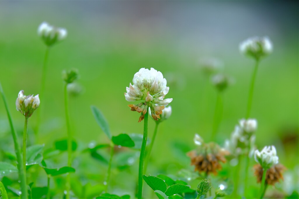 散歩の途中で。４