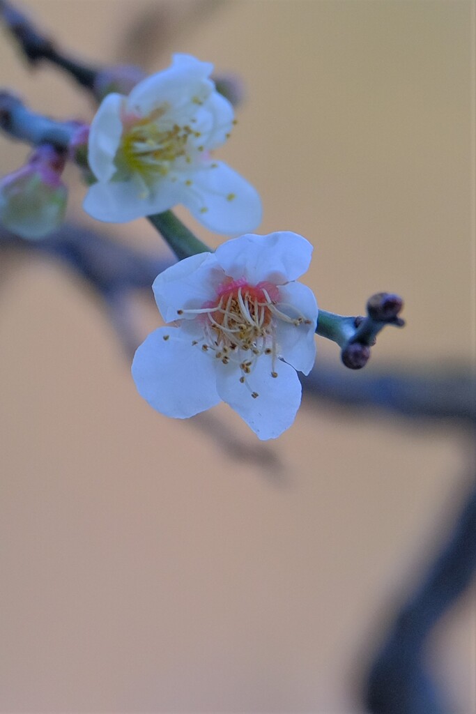 散歩の途中で。Ⅲ