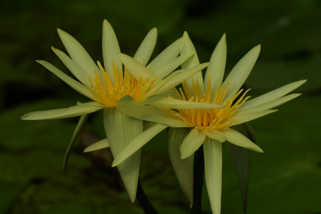 ネツタイスイレン（２）