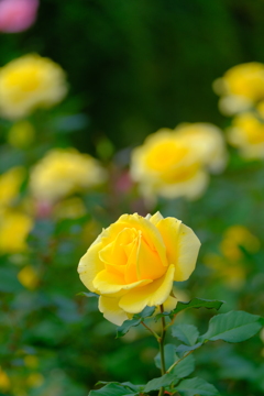 散歩の途中で、⑤