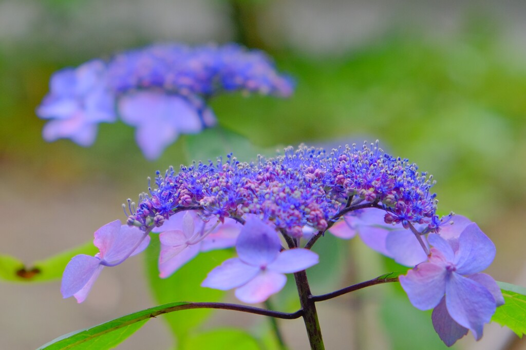 紫陽花（２）