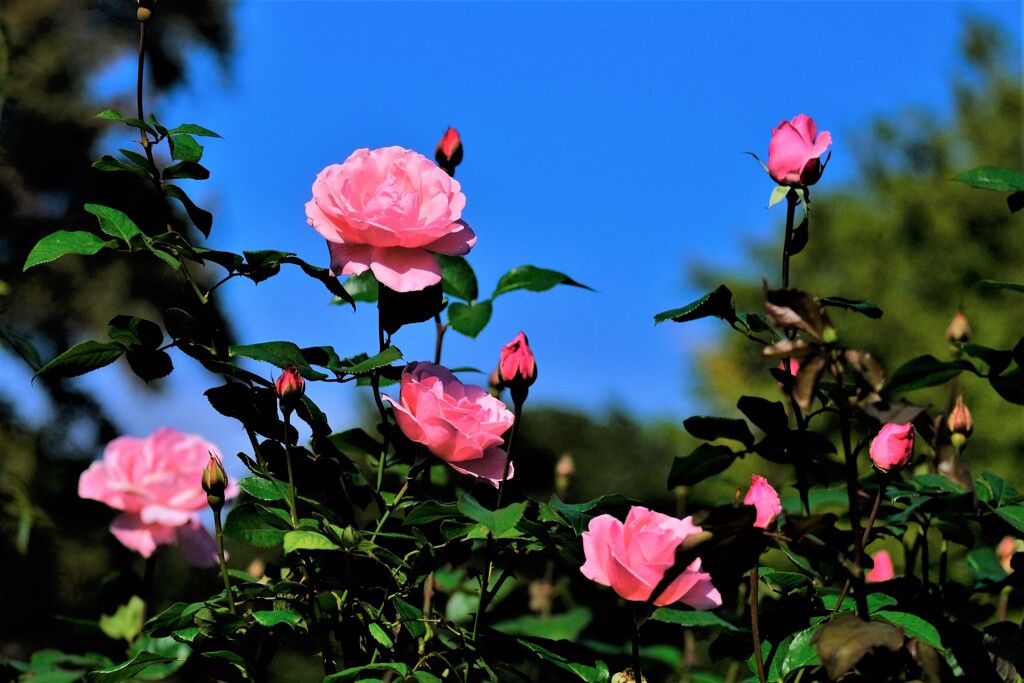 散歩の途中で。①