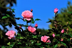 散歩の途中で。①