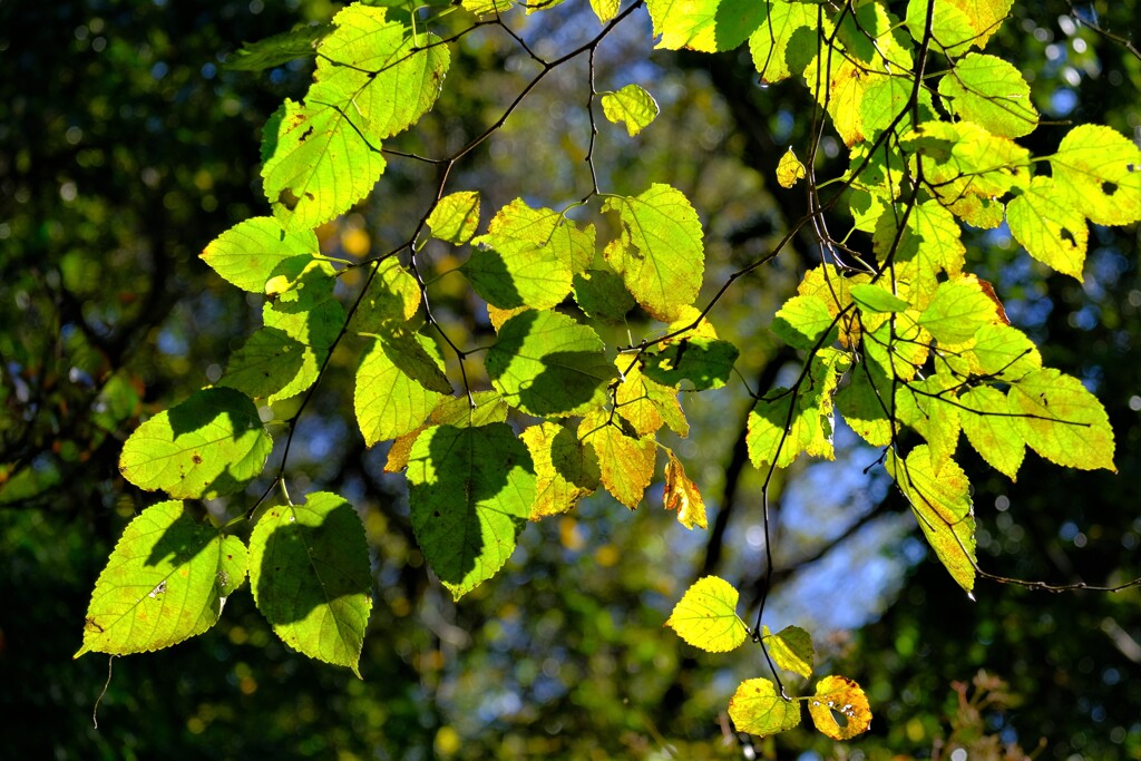 散歩の途中で、８