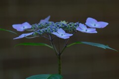 散歩の途中で。