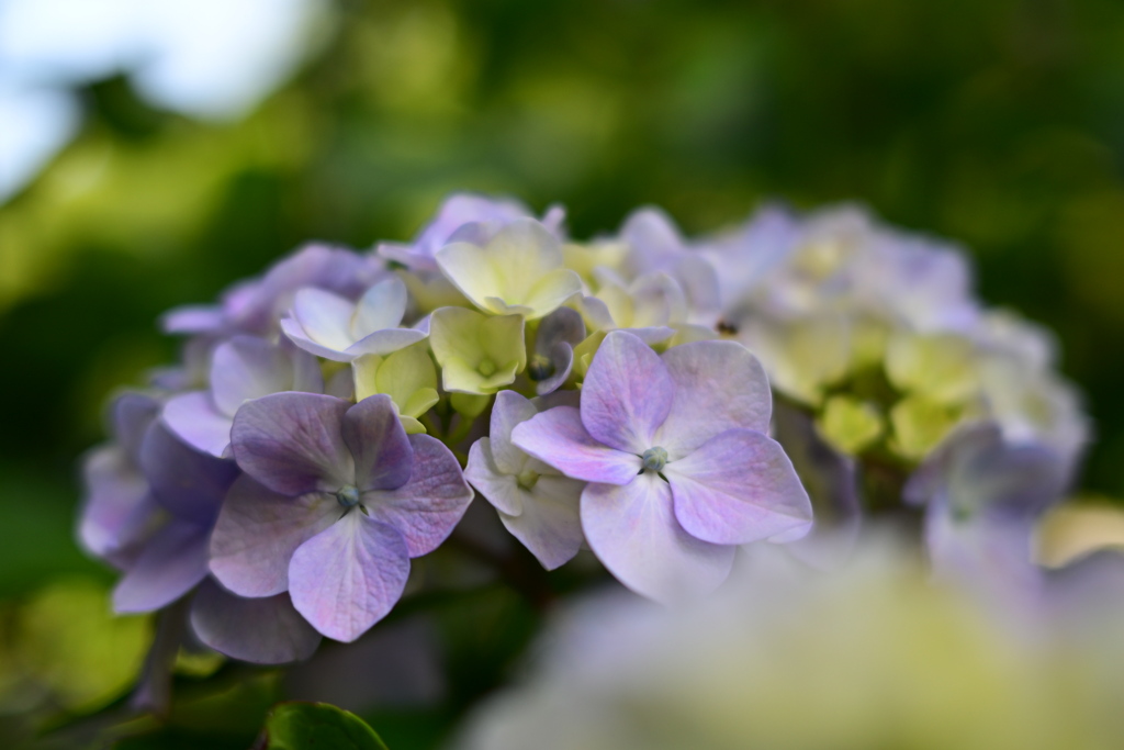 紫陽花