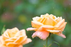 散歩の途中で。