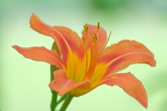 散歩の途中で。