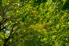 散歩の途中で。7