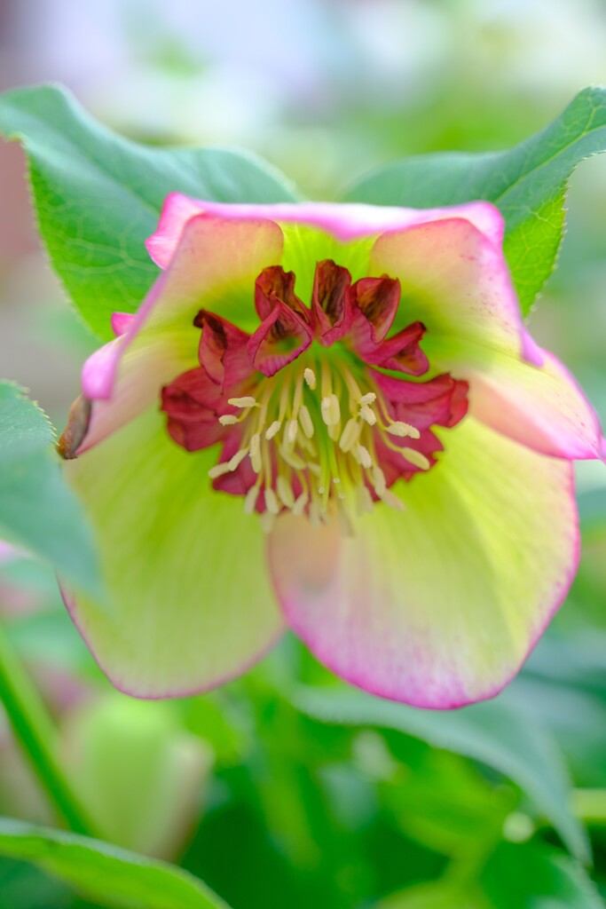 クリスマスローズ