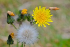 散歩の途中で。4