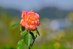 散歩の途中で。4