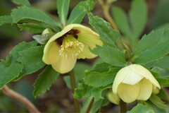 クリスマスローズ