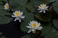 睡蓮