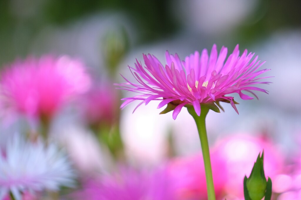 散歩の途中で。Ⅰ