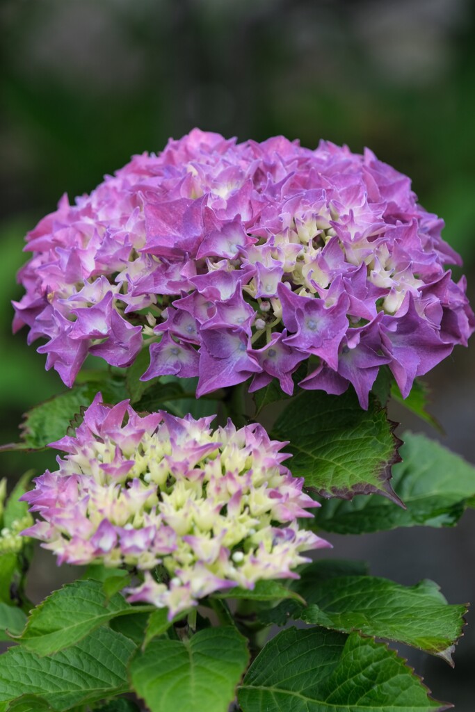 散歩の途中で。⑨