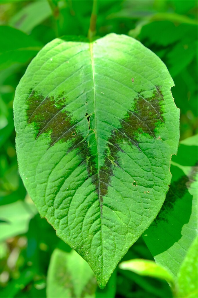 散歩の途中で。（４）