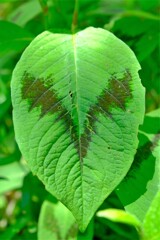 散歩の途中で。（４）