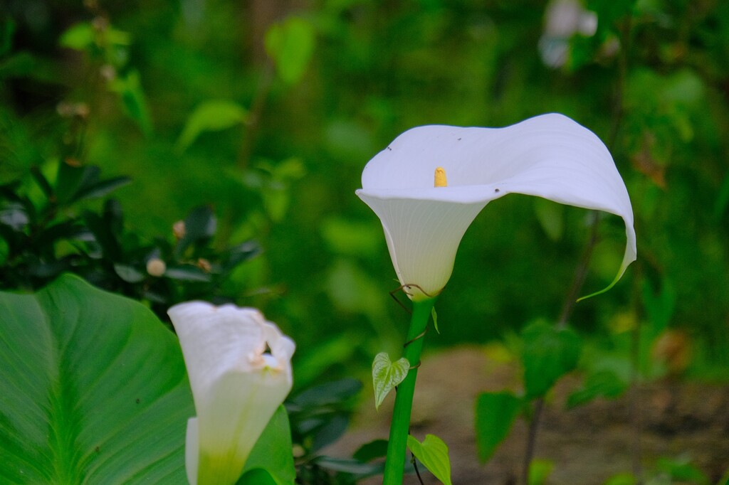 散歩の途中で。