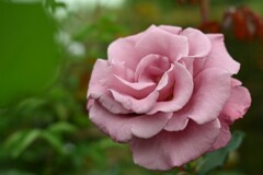 薔薇