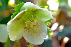 散歩の途中で。④