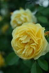 薔薇