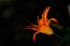 散歩の途中で。