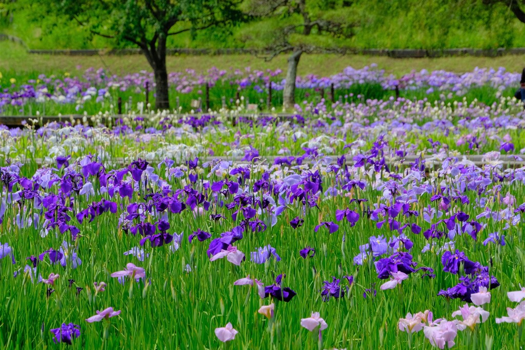 散歩の途中で。Ⅶ