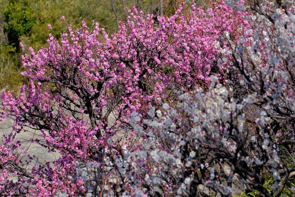 散歩の途中で。Ⅵ