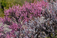 散歩の途中で。Ⅵ