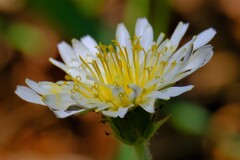 散歩の途中で。⑥