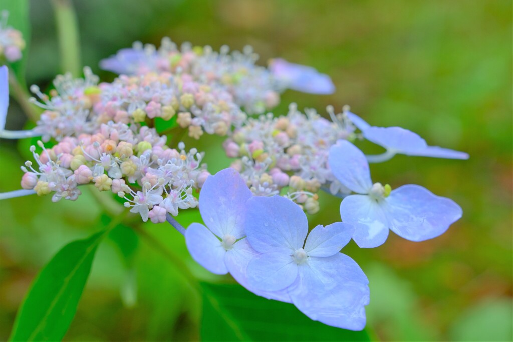 ヤマアジサイ