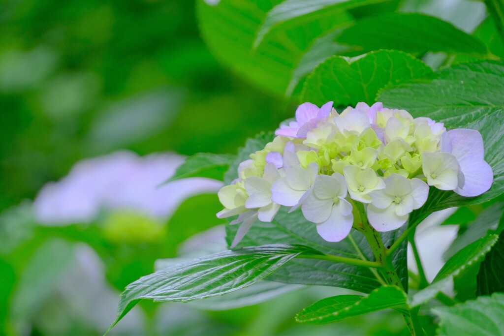 散歩の途中で。⑨