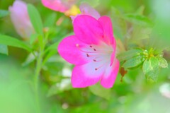 (8)散歩の途中で。1