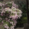 DSCF4111