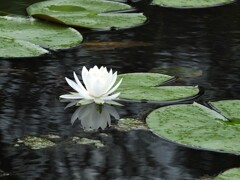 散歩の途中で。③