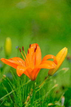 散歩の途中で。10