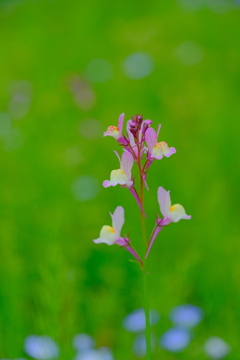 散歩の途中で。④