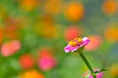 散歩の途中で。Ⅳ