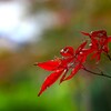 紅葉-4