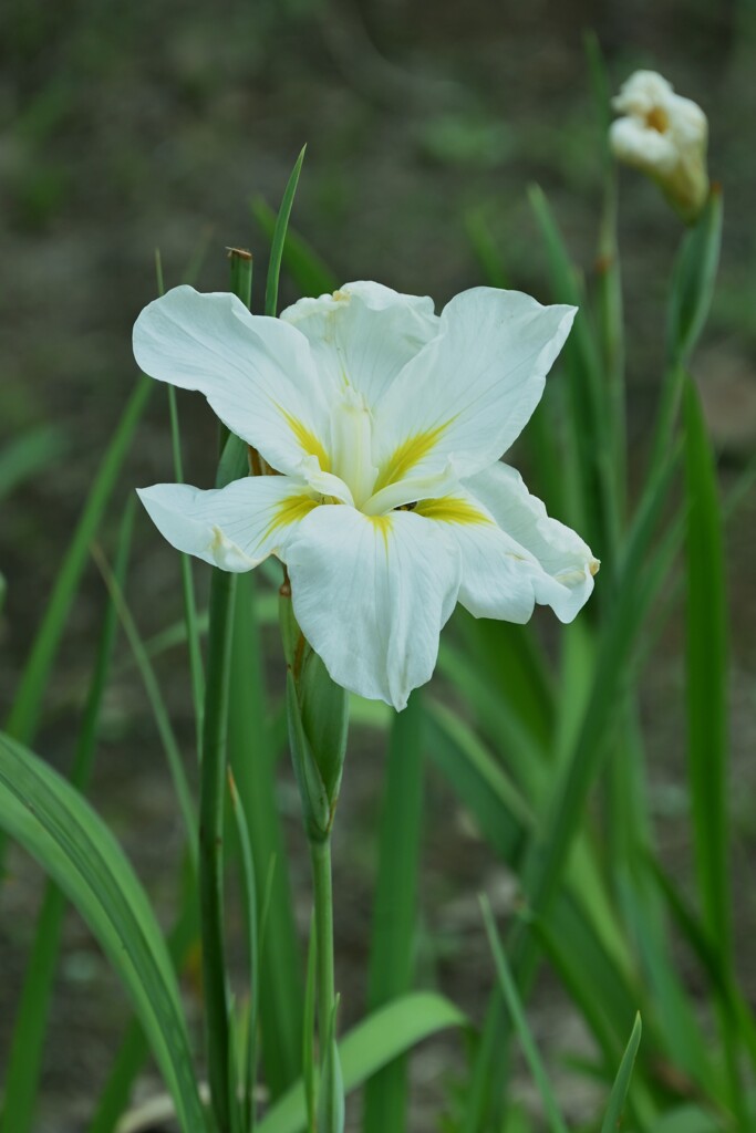 花菖蒲