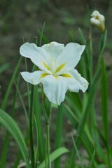 花菖蒲