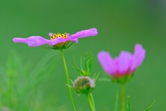 散歩の途中で。①