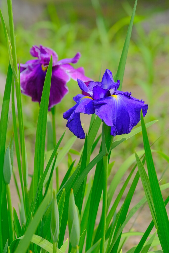 (7)散歩の途中で。5